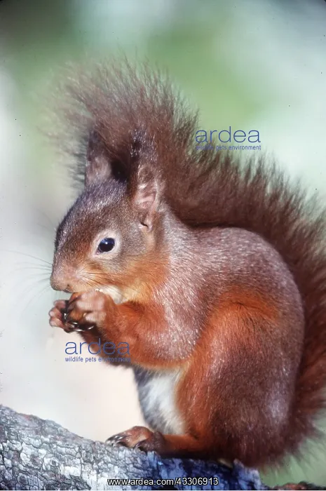 : RED SQUIRREL - With hazelnut : RED SQUIRREL - With hazelnut