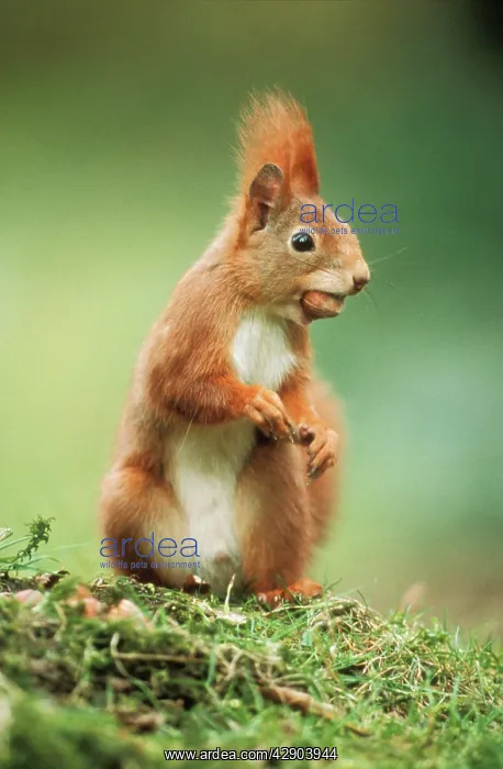 : Red SQUIRREL - holding nut in mouth : Red SQUIRREL - holding nut in mouth