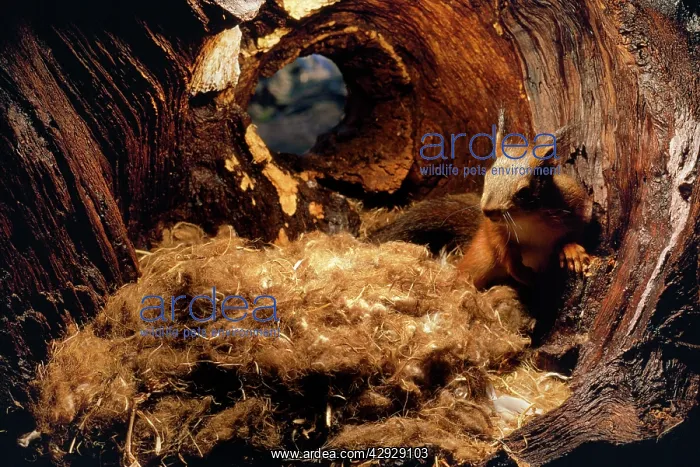 : Red Squirrel - on nest in hole : Red Squirrel - on nest in hole
