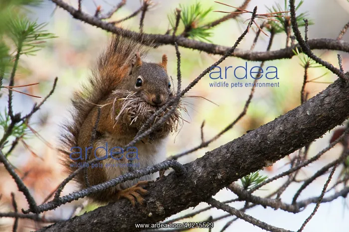 : Red Squirrel with nesting material : Red Squirrel with nesting material
