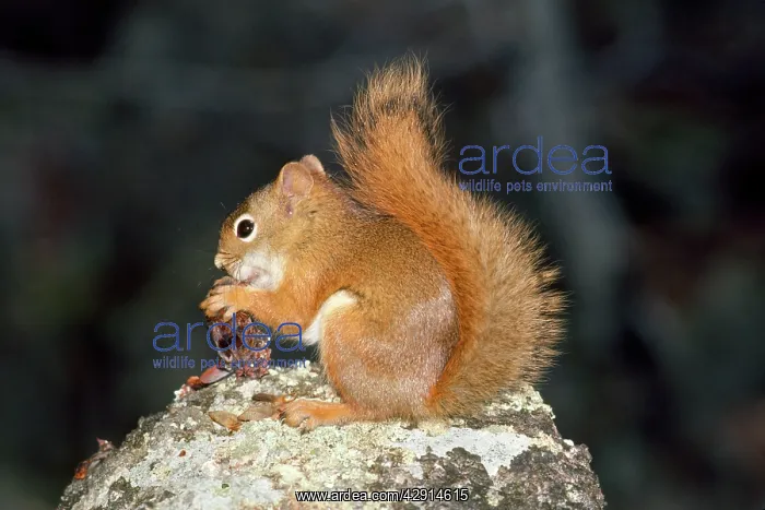 : Red Squirrel - (North American) : Red Squirrel - (North American)
