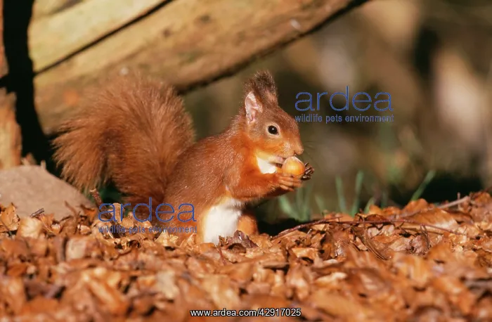 : RED SQUIRREL - with nut, on woodland floor, in leaves : RED SQUIRREL - with nut, on woodland floor, in leaves