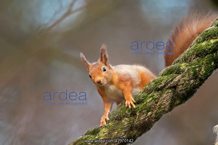 : Red Squirrel - on old rope : Red Squirrel - on old rope