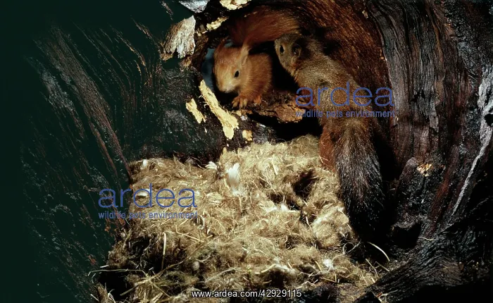 : Red SQUIRREL - Pair in nest hole in tree : Red SQUIRREL - Pair in nest hole in tree