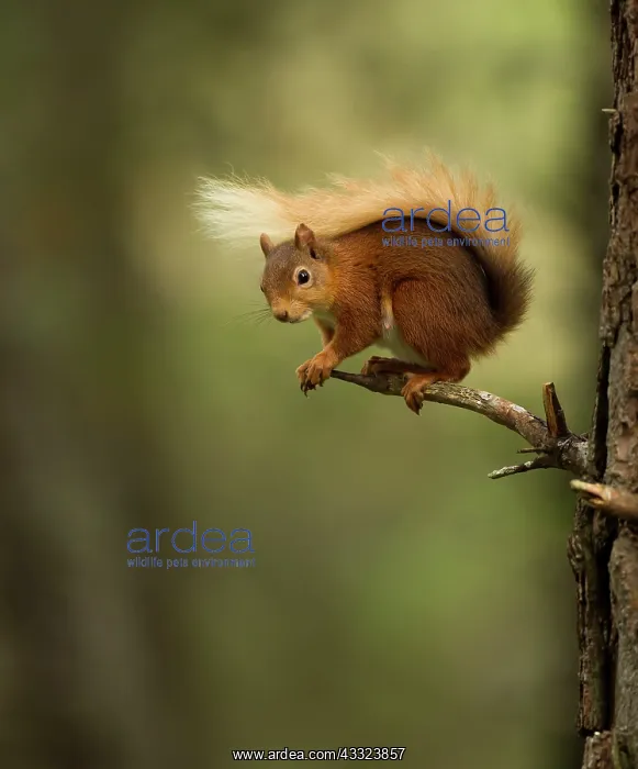 : Red Squirrel - on pine tree branch : Red Squirrel - on pine tree branch