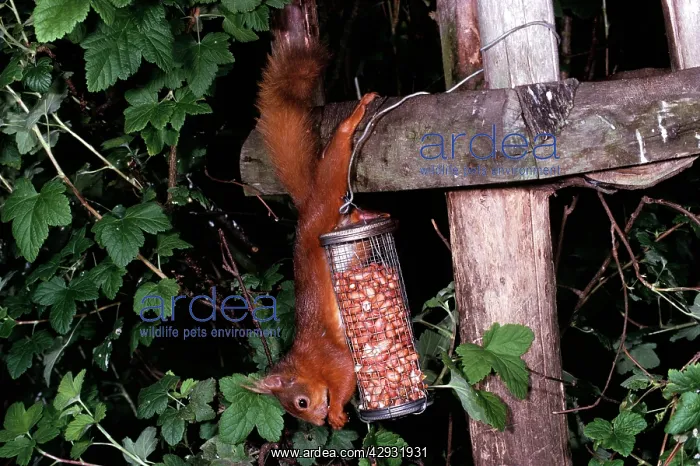 : RED SQUIRREL - raiding nuts, from wire feeder : RED SQUIRREL - raiding nuts, from wire feeder