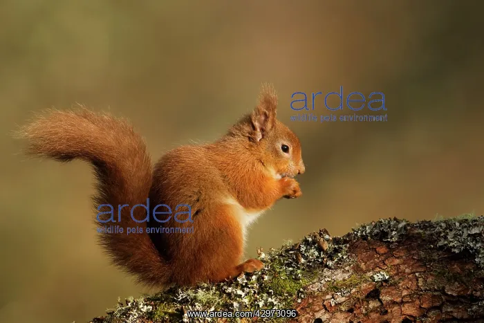 : Red Squirrel - resting and eating on a lichen covered : Red Squirrel - resting and eating on a lichen covered