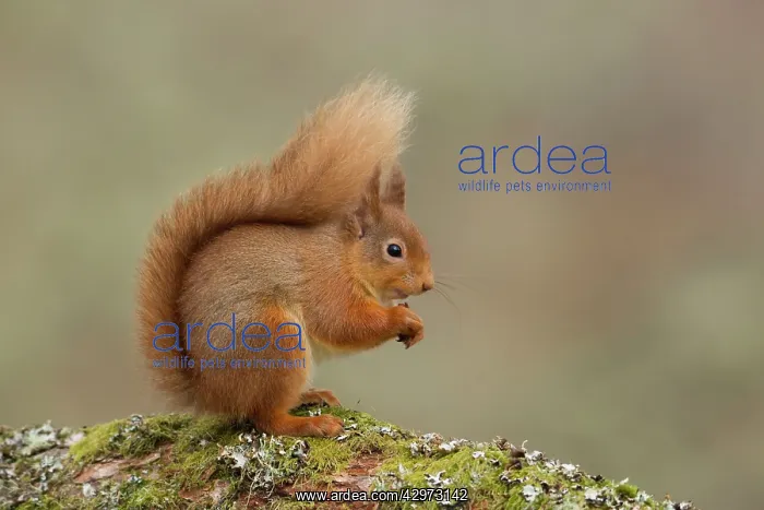 : Red Squirrel - resting and eating nuts on a lichen : Red Squirrel - resting and eating nuts on a lichen