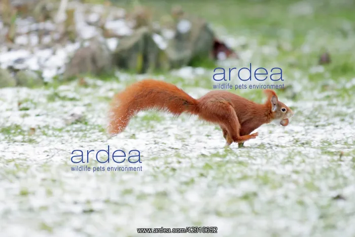 : Red Squirrel - running across lawn in garden transporting : Red Squirrel - running across lawn in garden transporting