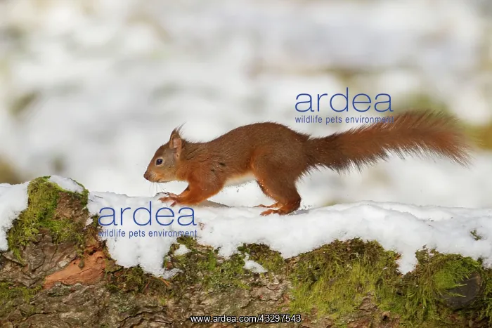 : Red Squirrel - running along snow covered log : Red Squirrel - running along snow covered log