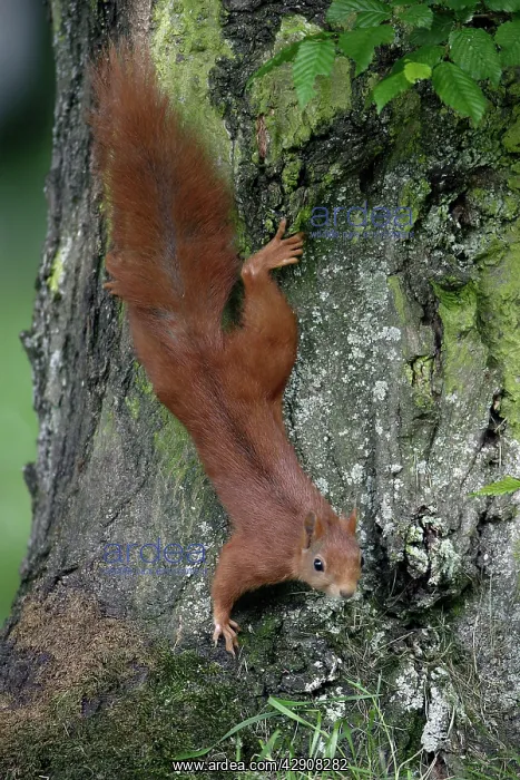 : Red Squirrel - Running down tree-trunk : Red Squirrel - Running down tree-trunk