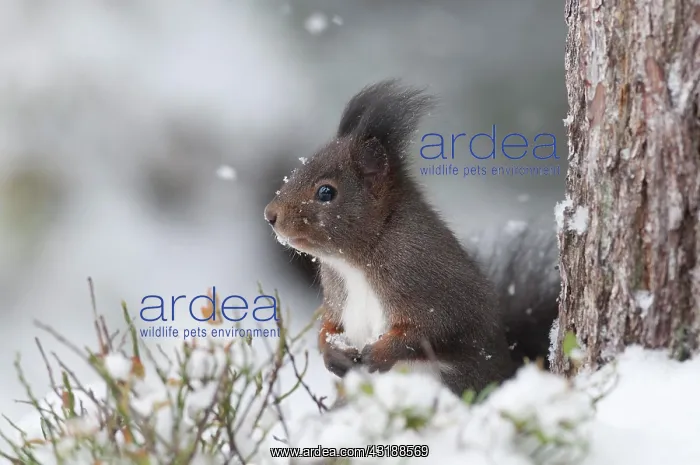 : Red Squirrel (Sciurus vulgaris), brown coat, standing : Red Squirrel (Sciurus vulgaris), brown coat, standing