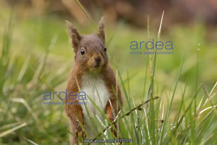 : Red squirrel (Sciurus vulgaris) adult animal in a woodland : Red squirrel (Sciurus vulgaris) adult animal in a woodland