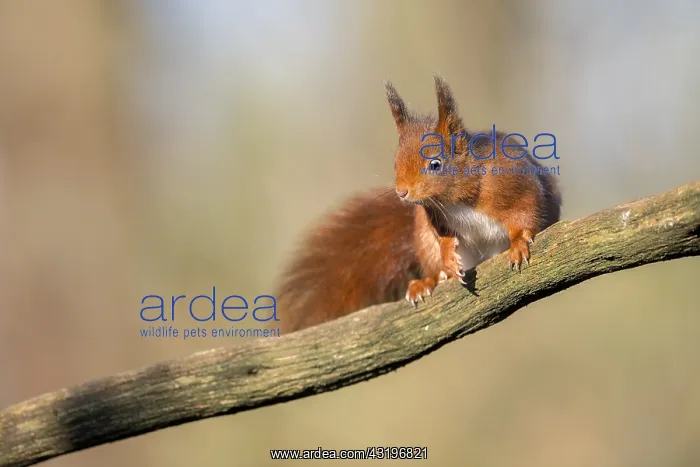 : Red Squirrel (Sciurus vulgaris) adult sitting on : Red Squirrel (Sciurus vulgaris) adult sitting on