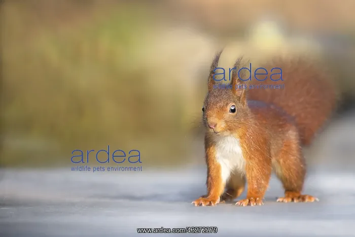 : Red Squirrel (Sciurus vulgaris) adult standing on : Red Squirrel (Sciurus vulgaris) adult standing on