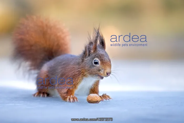 : Red Squirrel (Sciurus vulgaris) adult walks on ice : Red Squirrel (Sciurus vulgaris) adult walks on ice