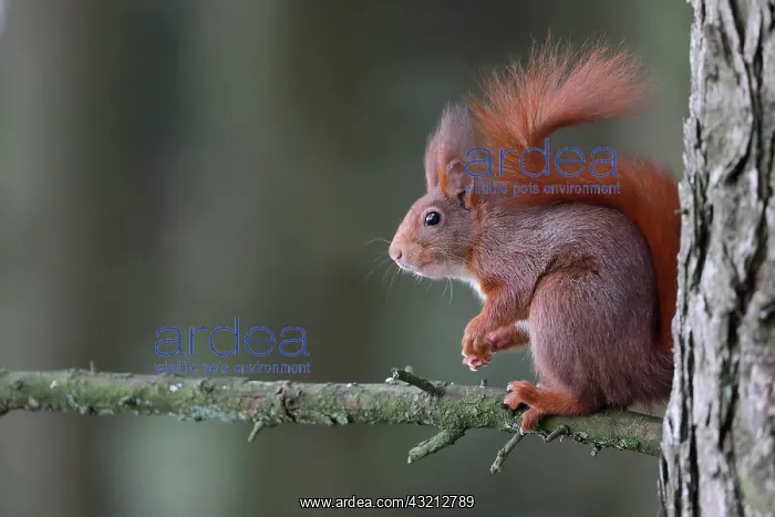 : Red squirrel (Sciurus vulgaris) on a branch, France : Red squirrel (Sciurus vulgaris) on a branch, France