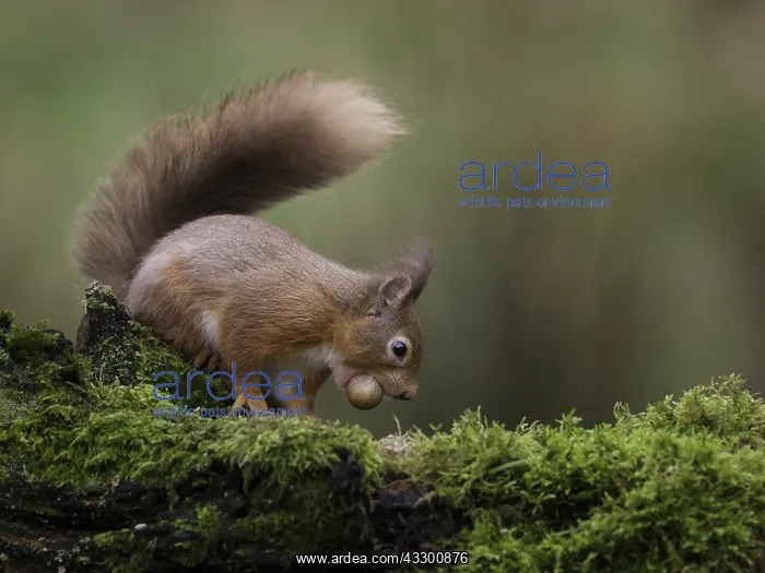 : A Red Squirrel (Sciurus vulgaris) collects food : A Red Squirrel (Sciurus vulgaris) collects food
