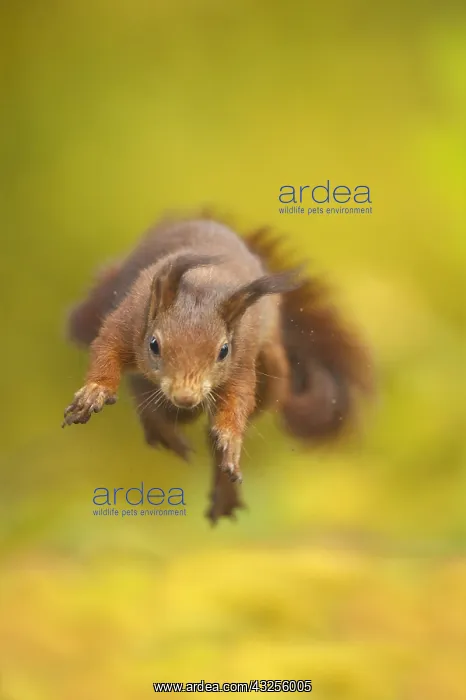 : Red Squirrel (Sciurus vulgaris) crazy jump, The : Red Squirrel (Sciurus vulgaris) crazy jump, The