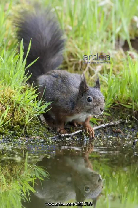 : Red Squirrel (Sciurus vulgaris) drinking at a pond : Red Squirrel (Sciurus vulgaris) drinking at a pond