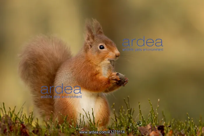 : Red Squirrel (sciurus vulgaris) eating Hazel Nu : Red Squirrel (sciurus vulgaris) eating Hazel Nu