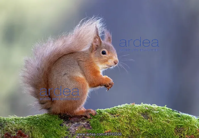 : Red squirrel (Sciurus vulgaris) eating a hazelnut : Red squirrel (Sciurus vulgaris) eating a hazelnut