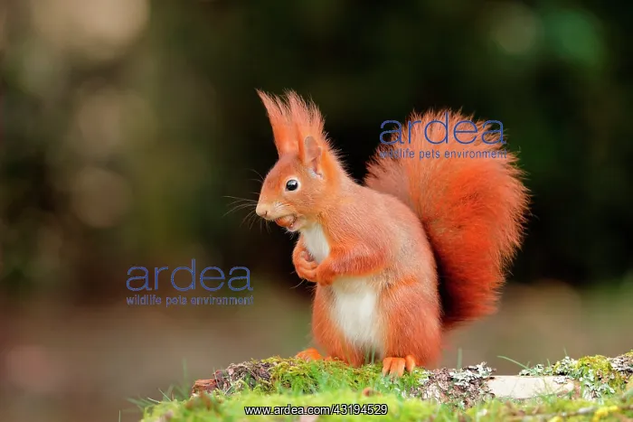 : Red squirrel (Sciurus vulgaris) eating a nut on : Red squirrel (Sciurus vulgaris) eating a nut on