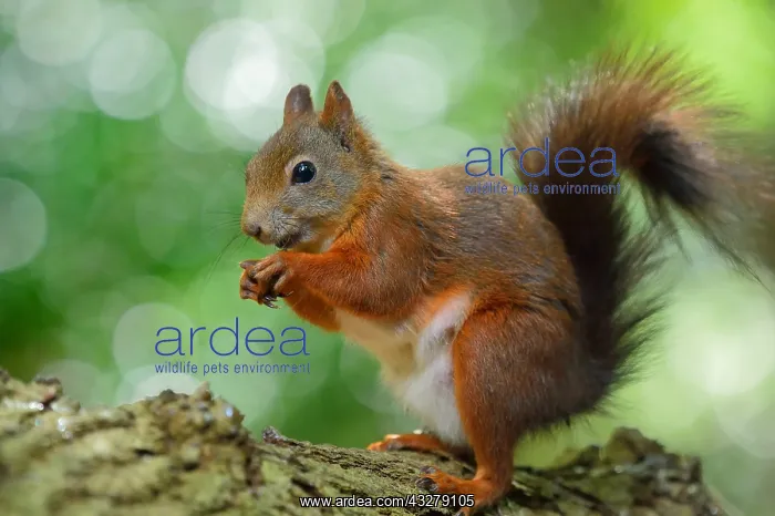 : Red Squirrel (Sciurus vulgaris) eating on a tre : Red Squirrel (Sciurus vulgaris) eating on a tre