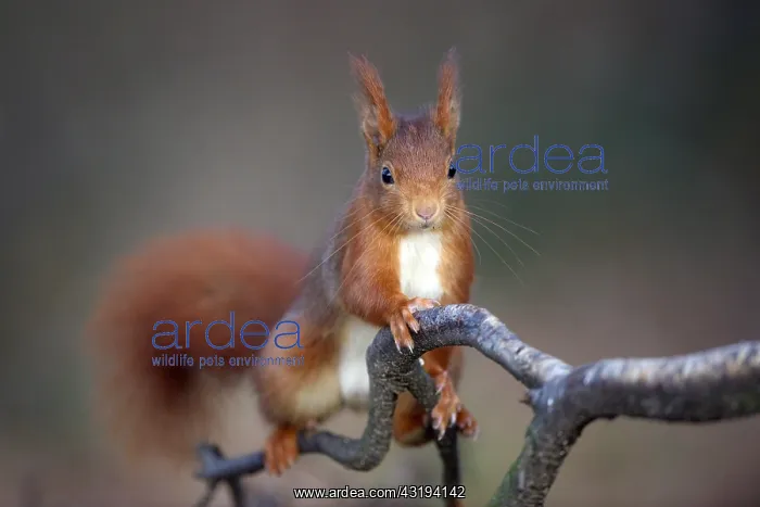 : Red squirrel (Sciurus vulgaris), February, Lower : Red squirrel (Sciurus vulgaris), February, Lower