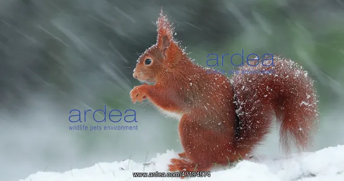  : Red squirrel (Sciurus vulgaris) feeding under a