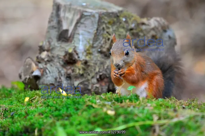: Red Squirrel (Sciurus vulgaris) on the forest f : Red Squirrel (Sciurus vulgaris) on the forest f