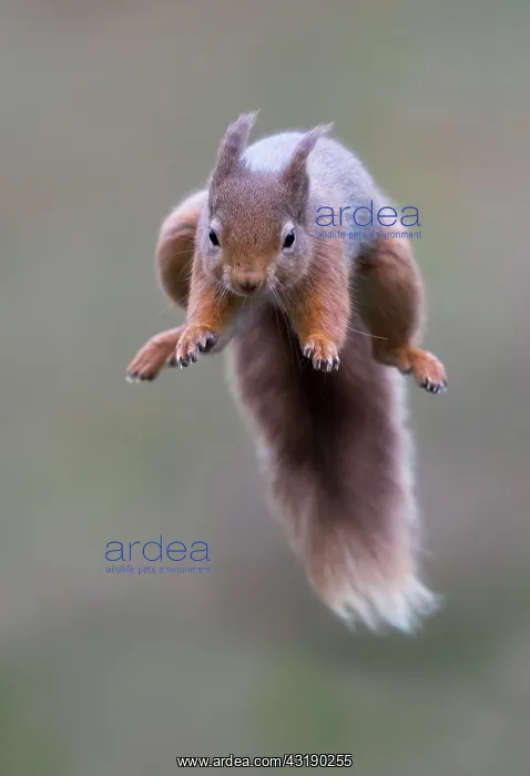 : Red squirrel (Sciurus vulgaris) jumping, Scotland : Red squirrel (Sciurus vulgaris) jumping, Scotland
