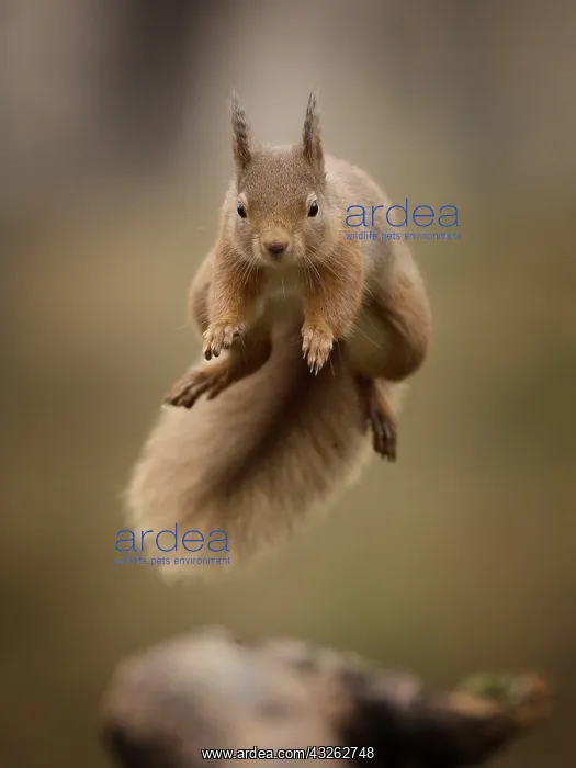 : A Red Squirrel (Sciurus vulgaris) jumps the gap : A Red Squirrel (Sciurus vulgaris) jumps the gap