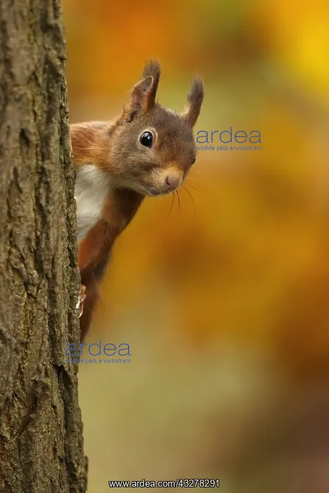 : Red Squirrel (Sciurus vulgaris) looking from be : Red Squirrel (Sciurus vulgaris) looking from be