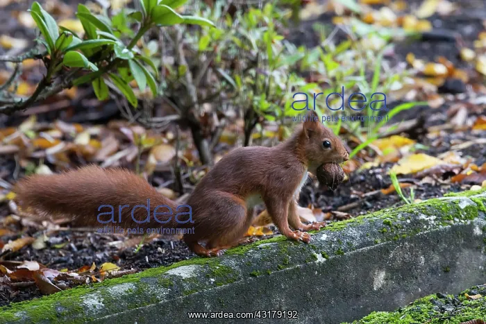 : Red squirrel (Sciurus vulgaris), with a nut in his : Red squirrel (Sciurus vulgaris), with a nut in his