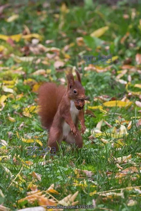 : Red squirrel (Sciurus vulgaris), with a nut in autumn : Red squirrel (Sciurus vulgaris), with a nut in autumn