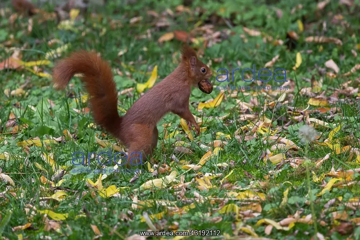 : Red squirrel (Sciurus vulgaris), with a nut in autumn : Red squirrel (Sciurus vulgaris), with a nut in autumn
