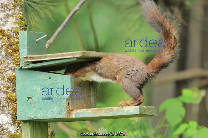 : Red Squirrel (Sciurus vulgaris) At nut feeder, French : Red Squirrel (Sciurus vulgaris) At nut feeder, French