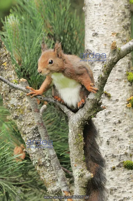 : Red Squirrel Sciurus vulgaris Photographed in French : Red Squirrel Sciurus vulgaris Photographed in French