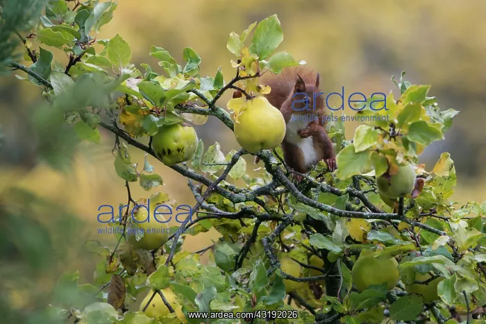 : Red squirrel (Sciurus vulgaris), In a Quince tree : Red squirrel (Sciurus vulgaris), In a Quince tree
