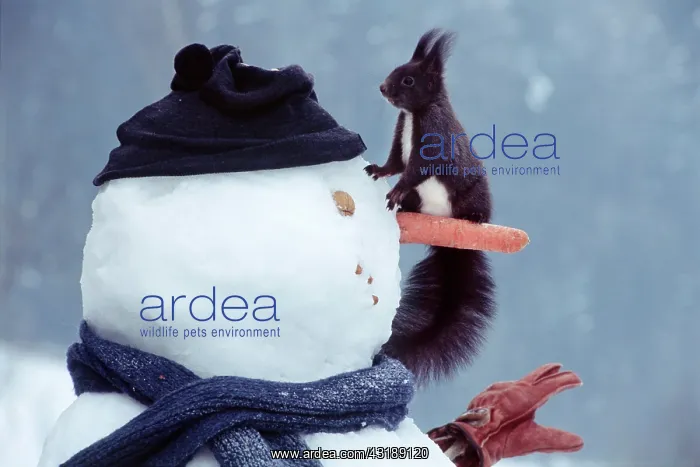 : Red Squirrel (Sciurus vulgaris) sitting on a snowman : Red Squirrel (Sciurus vulgaris) sitting on a snowman