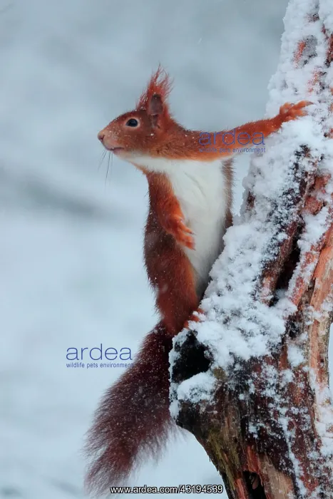 : Red squirrel (Sciurus vulgaris) under a snow shower : Red squirrel (Sciurus vulgaris) under a snow shower
