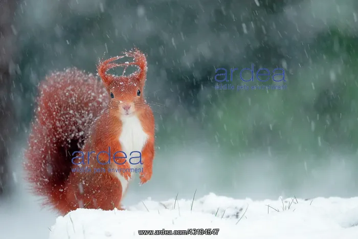: Red squirrel (Sciurus vulgaris) under a snow shower : Red squirrel (Sciurus vulgaris) under a snow shower