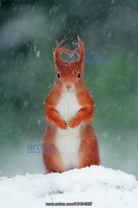 : Red squirrel (Sciurus vulgaris) under a snow shower : Red squirrel (Sciurus vulgaris) under a snow shower
