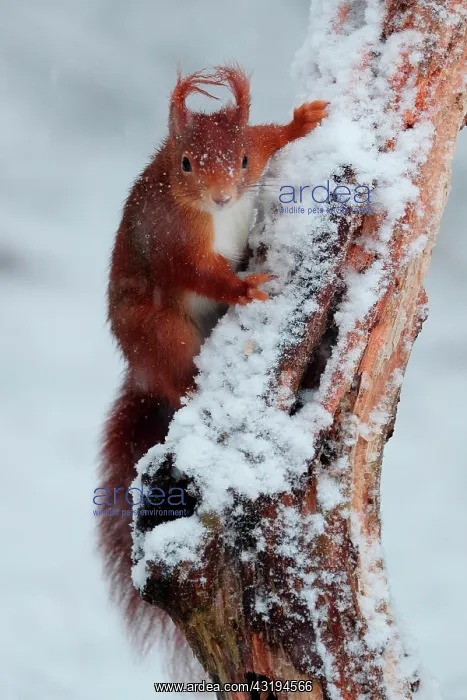 : Red squirrel (Sciurus vulgaris) under a snow shower : Red squirrel (Sciurus vulgaris) under a snow shower
