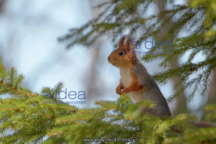 : Red squirrel (Sciurus vulgaris) in a spruce tree (Picea sp : Red squirrel (Sciurus vulgaris) in a spruce tree (Picea sp
