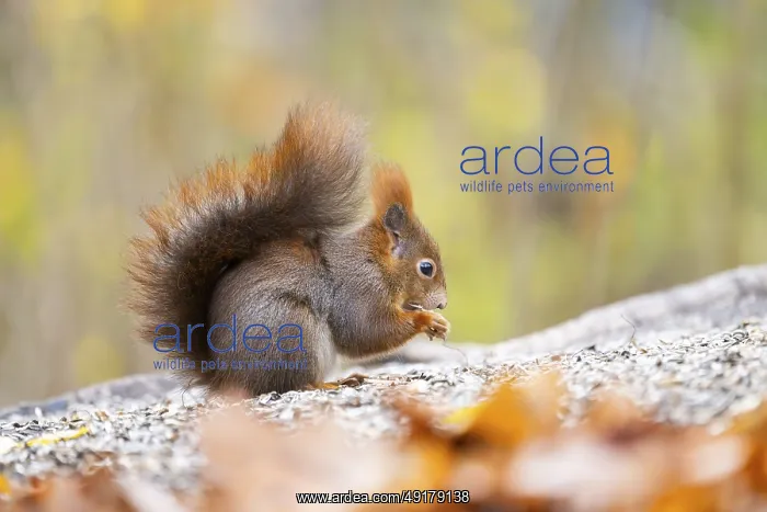 : Red squirrel (Sciurus vulgaris) standing on the ground : Red squirrel (Sciurus vulgaris) standing on the ground