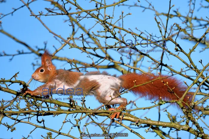 : Red squirrel (Sciurus vulgaris) suffering from alopecia : Red squirrel (Sciurus vulgaris) suffering from alopecia