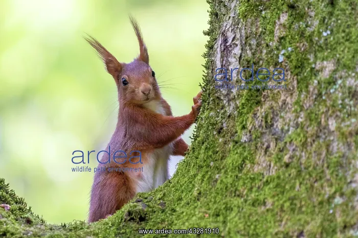 : Red squirrel (Sciurus vulgaris) on a tree covered : Red squirrel (Sciurus vulgaris) on a tree covered