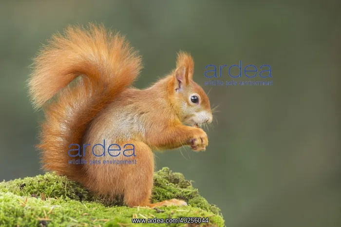 : Red Squirrel (Sciurus vulgarism) sitting on mos : Red Squirrel (Sciurus vulgarism) sitting on mos